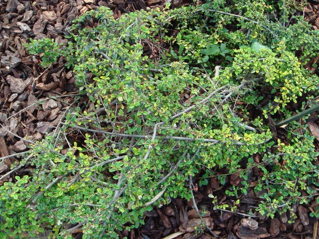 Cotoneaster kweitschoviensis P15